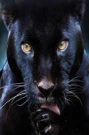 Black Panther 2018